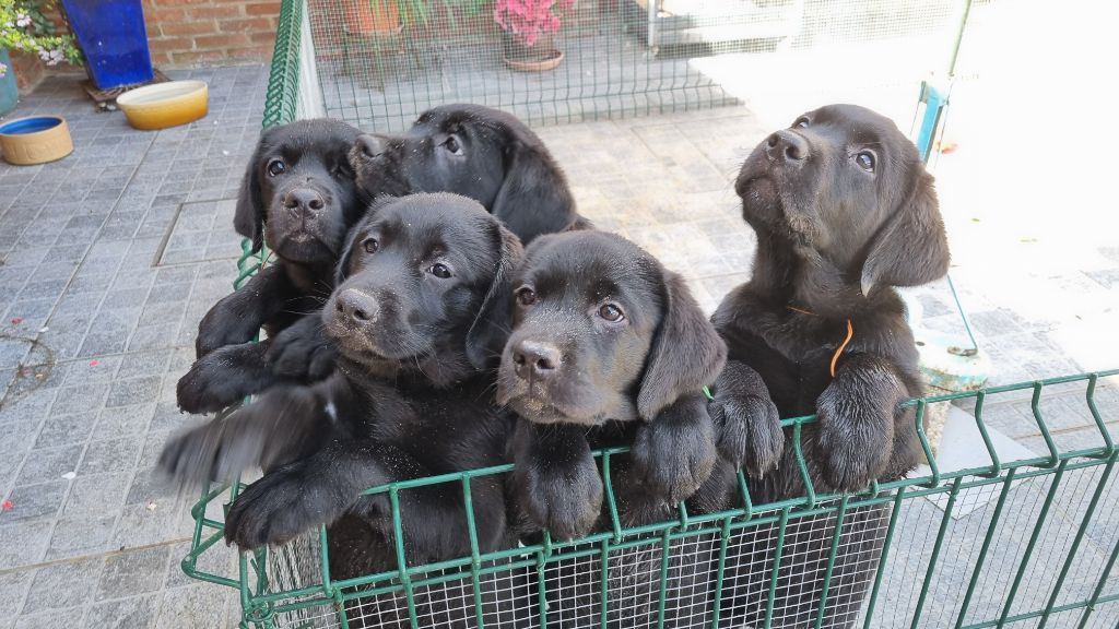 Du Marais De La Fritillaire - Labrador Retriever - Portée née le 19/05/2022