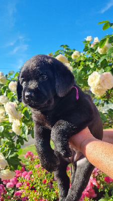 CHIOT 3