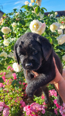 CHIOT 4